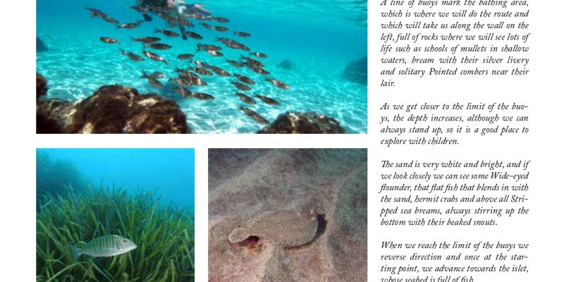 Guía snorkel - Andratx (Mallorca) | VISIT ANDRATX