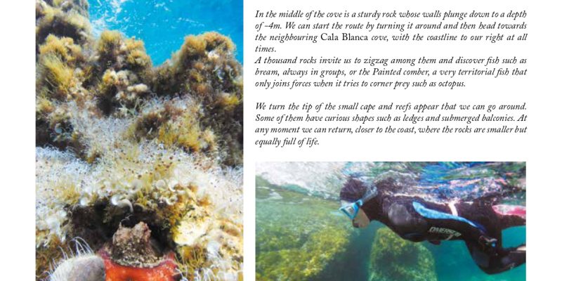Guía snorkel - Andratx (Mallorca) | VISIT ANDRATX